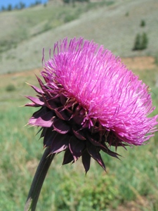 Cirsium spp.